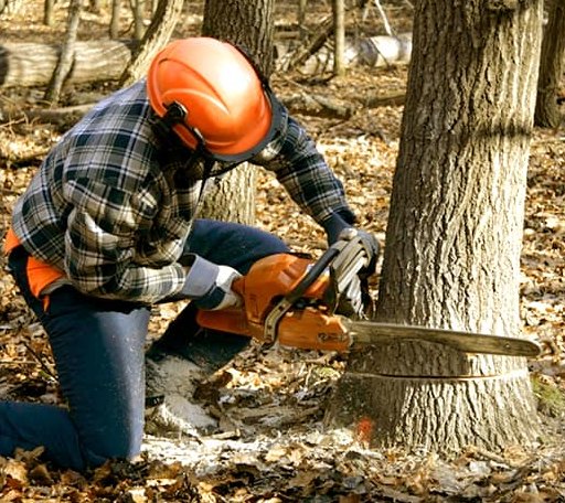 Tree Removal in Powell, TX